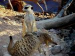 Cria suricata