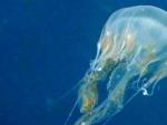 Una medusa en una fotograf&iacute;a de archivo.