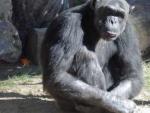 Un chimpanc&eacute; en el zool&oacute;gico.