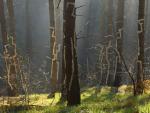 El Bosque de Oma se halla en plena reserva de Urdaibai.