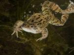 Imagen de una rana com&uacute;n saltando al agua.
