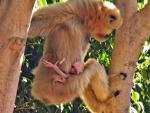 Gib&oacute;n mejillas doradas nacido en bioparc unico primate peligro de extinci&oacute;n