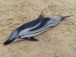 Delfín varado en las playas de Chiclana