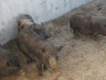 Los cerdos vietnamitas capturados