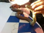 Serpiente recuperada en Vigo