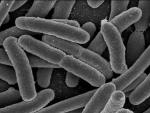 Escherichia coli, una de las muchas especies de bacterias presentes en el intestino humano.