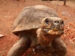 La tortuga gigante m&aacute;s famosa de las Islas Gal&aacute;pagos, 'Pepe, el misionero'.