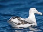 Albatros viajero, una gran ave migratoria que ha sufido una importante ca&iacute;da en su poblaci&oacute;n, seg&uacute;n el informe 'Planeta Vivo' de WWF.