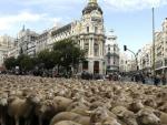 Un reba&ntilde;o de 2.000 ovejas camina por la calle Alcal&aacute; de Madrid en la XXI Fiesta de la Trashumancia.