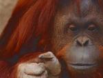 Imagen de la orangutana en cautividad en el zoo de Buenos Aires.