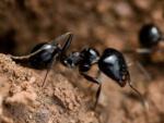 Imagen de archivo de dos hormigas.