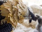 Imagen de un polluelo de Quebrantahuesos, una de las especies amenazadas a las que se dedicar&aacute;n algunos de los proyectos ambientales.