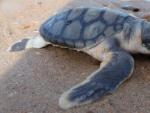Una cr&iacute;a de tortuga plana yendo hacia el mar