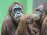 Orangut&aacute;n zoo Santillana