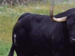 Imagen de Rompe-suelas, el toro que matar&aacute;n en el Toro de la Vega de la localidad vallisoletana de Tordesillas.