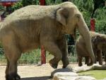 Los elefantes Buba y Jangoli se trasladar&aacute;n al parque de Selwo Aventura en Estepona (M&aacute;laga)