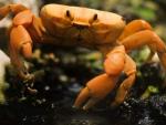 Nuevos estudios evidencian que animales como los cangrejos sienten dolor.