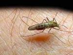 Mosquito de la malaria.