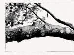 En 'Pines' ('Pinos'), Hewlett dibuja a gran tama&ntilde;o detalles de &aacute;rboles, con troncos, ramas y frutos contenedores de tramas y volutas