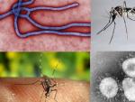Virus del &eacute;bola (arriba izda), mosquito transmisor del dengue (arriba dcha), mosquito transmisor de malaria (abajo izda) y virus del coronavirus (abajo dcha) -ampliar para ver-.