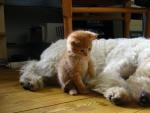 Los perros y los gatos son de las especies animales m&aacute;s propensas a sufir golpes de calor.