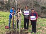 Alumnos japoneses plantan un sakura en Segovia