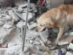 Dayko, el perro labrador que muri&oacute; en Ecuador tras participar en las tareas de rescate tras el terremoto.