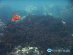 El cambio clim&aacute;tico desahucia a Nemo