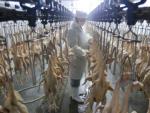 Un empleado de un matadero de pollos trata varios ejemplares en Shangai (China).