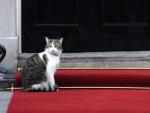 El gato Larry en las escaleras del n&uacute;mero 10 de Downing Street, Londres, Reino Unido.