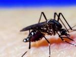 Mosquito A. Aegypti, dengue, zika, chikungunya