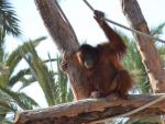 Uno de los orangutanes de Borneo