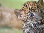 Una cr&iacute;a de leopardo de Sri Lanka.