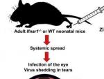 Gr&aacute;fico del estudio realizado por investigadores estadounidenses sobre el desarrollo del virus del zika en las l&aacute;grimas de ratones.
