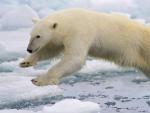 Un oso polar salta sobre el hielo en la costa &aacute;rtica cercana a Noruega.