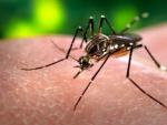 Mosquito Aedes aegypti, causante del zika