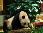 Jia Jia, un oso panda hongkon&eacute;s, fue reconocido este martes como el animal de su especie m&aacute;s longevo en cautiverio, con 37 a&ntilde;os de edad, el equivalente a 100 a&ntilde;os para un ser humano.