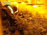 Marihuana intervenida en Boiro (A Coru&ntilde;a)