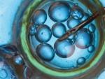 Imagen de un proceso de fecundaci&oacute;n in vitro, habitual en un tratamiento de fertilidad.