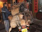 Un grupo de perros, antes de ser vendidos para ser comidos en Yulin, China.