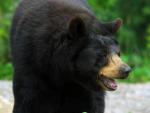 Imagen de archivo de un oso negro.