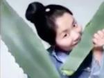 La 'vlogger' china Sra. Zhang se envenena al comer una planta que cre&iacute;a que era aloe vera.