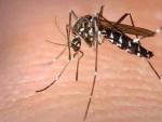 Mosquito transmisor del virus zika.