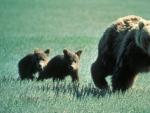 Imagen de una madre oso grizzly con sus cachorros