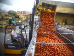 Un operario carga tomates en un contenedor de la Cooperativa de La Llosa (Castell&oacute;n), que ser&aacute;n trasladados a Bu&ntilde;ol para que este mi&eacute;rcoles se celebre la 72 edici&oacute;n de la Tomatina.