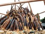 Piezas y colmillos de marfil pertenecientes a 850 elefantes asesinados.