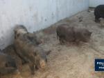 Imagen de unos cerdos vietnamitas incautados por la Polic&iacute;a Municipal de Madrid