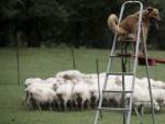 Kit, un perro pastor vasco de cinco a&ntilde;os de edad que se encuentra pr&aacute;cticamente ciego y cuida cada d&iacute;a un reba&ntilde;o de unas 210 ovejas y cabras en Vizcaya.