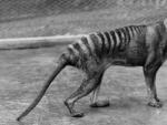 Tigre de Tasmania, extinto desde hace 81 a&ntilde;os
