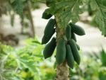 Es el fruto de la carica papaya, una planta arbustiva originaria de los bosques de Centroam&eacute;rica y Sudam&eacute;rica.